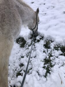 weißes Pferd im Schnee am grasen.