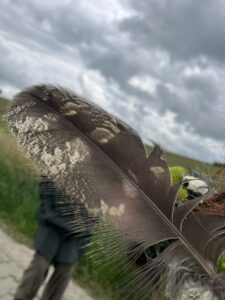 Feder eines Greifvogels