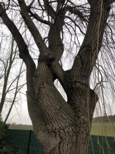 Baum