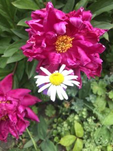 Pfingstrosen und Margerite