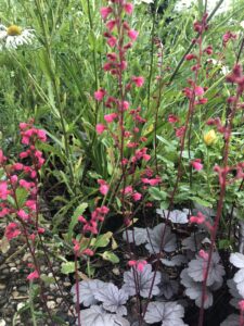 roter Frauenmantel mit Blüten