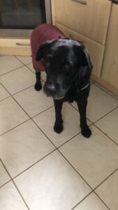 Schwarzer Labradormix Rüde mit violettem T-Schirt an den Hinterbeinen und Rumpf.